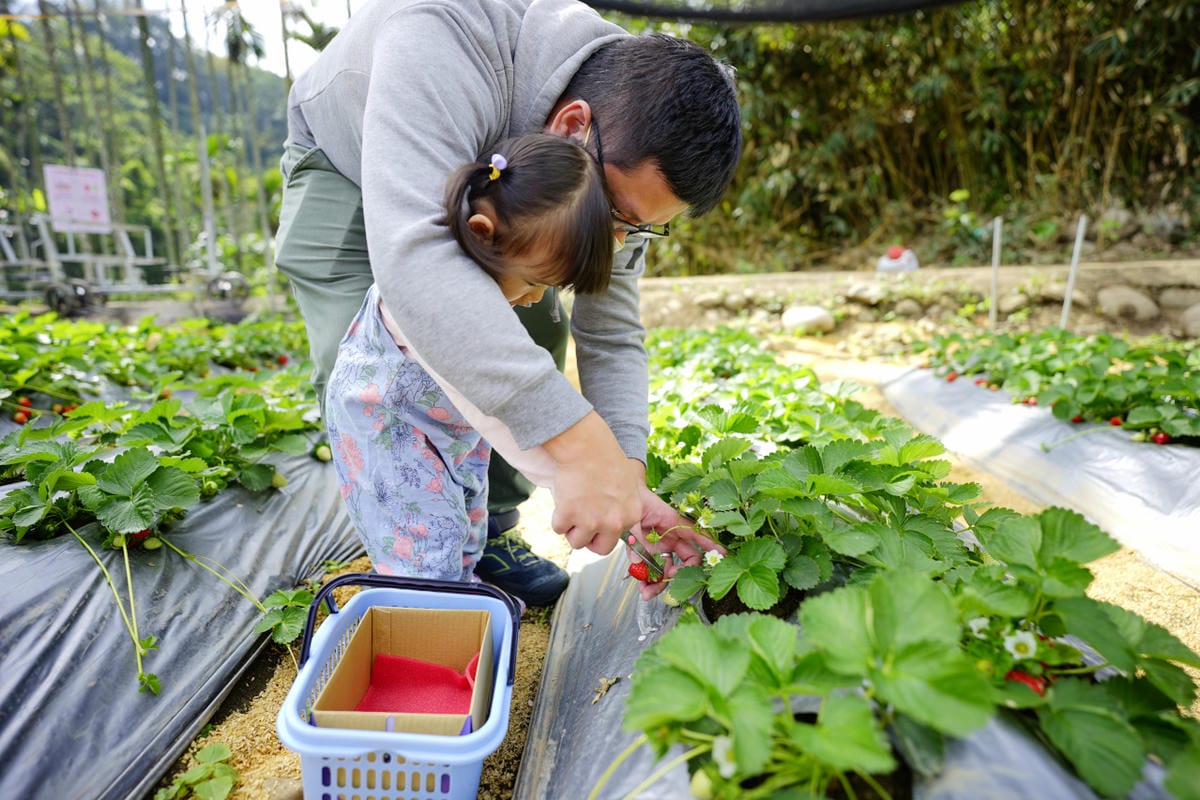 台中景點｜新社 石見草莓 台中採草莓、台中親子景點推薦！新社不只能採香菇，也能採草莓囉~