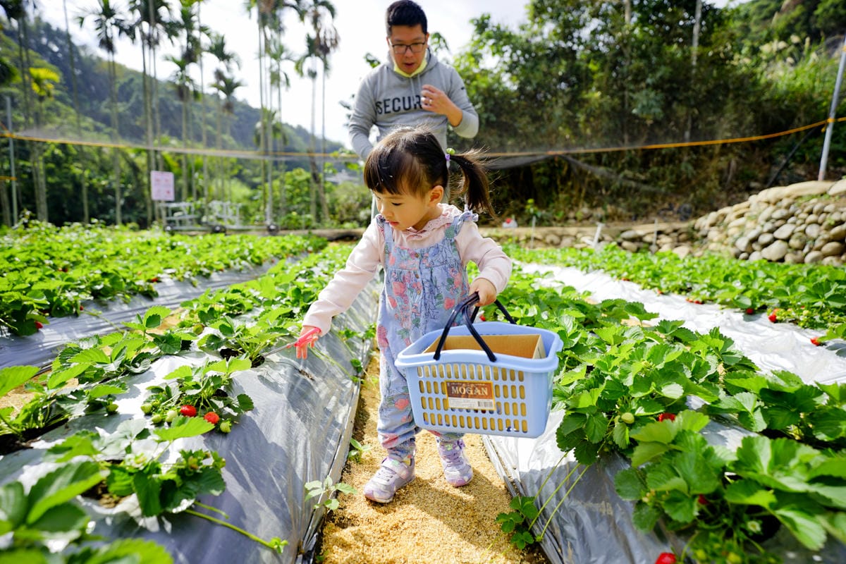 台中景點｜新社 石見草莓 台中採草莓、台中親子景點推薦！新社不只能採香菇，也能採草莓囉~