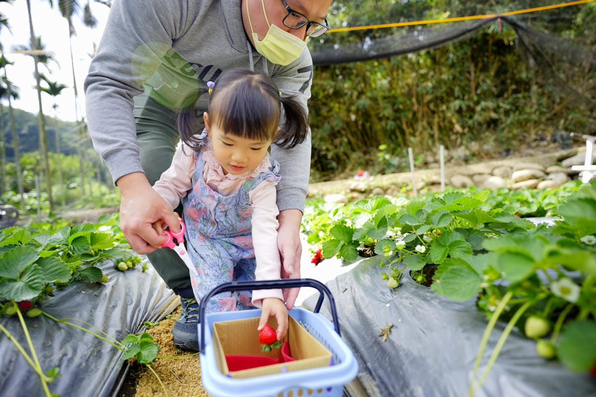 台中景點｜新社 石見草莓 台中採草莓、台中親子景點推薦！新社不只能採香菇，也能採草莓囉~