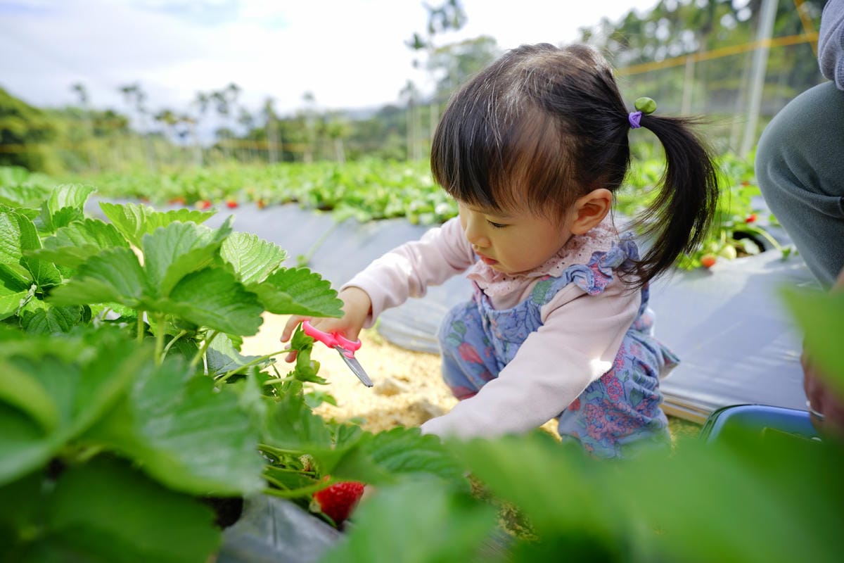 台中景點｜新社 石見草莓 台中採草莓、台中親子景點推薦！新社不只能採香菇，也能採草莓囉~