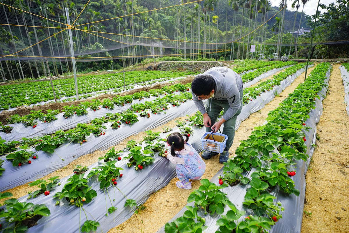 台中景點｜新社 石見草莓 台中採草莓、台中親子景點推薦！新社不只能採香菇，也能採草莓囉~