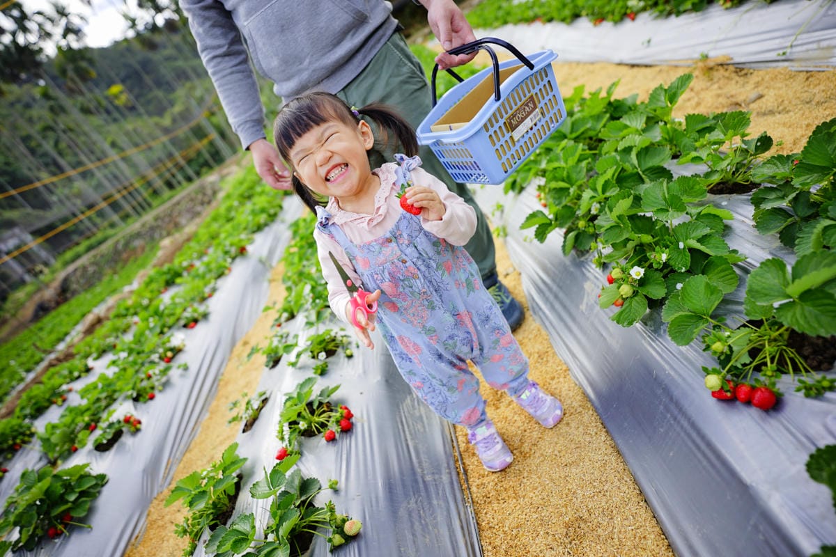 台中景點｜新社 石見草莓 台中採草莓、台中親子景點推薦！新社不只能採香菇，也能採草莓囉~