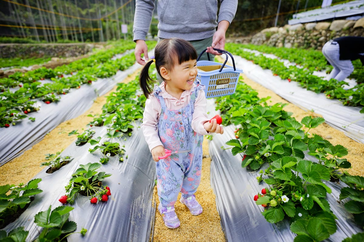 台中景點｜新社 石見草莓 台中採草莓、台中親子景點推薦！新社不只能採香菇，也能採草莓囉~