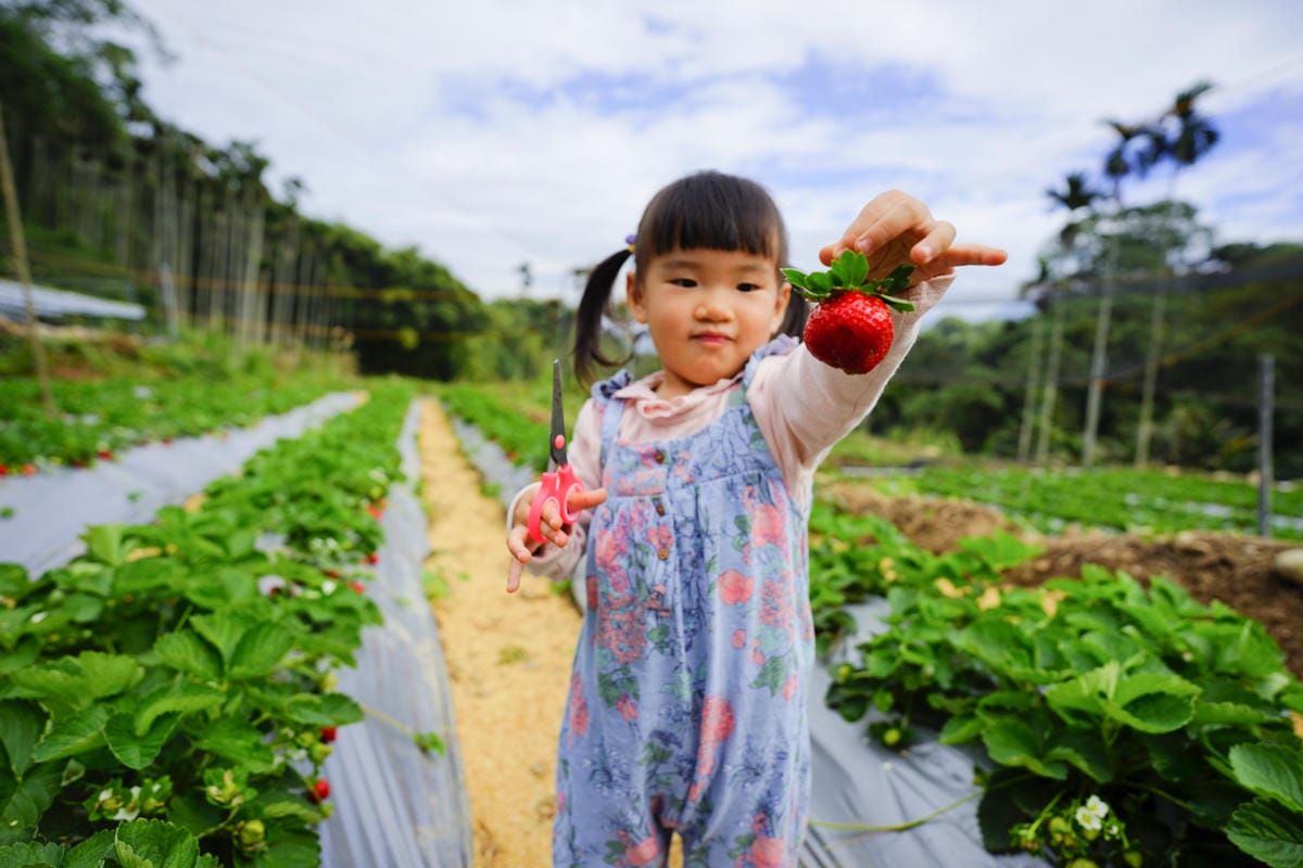 台中景點｜新社 石見草莓 台中採草莓、台中親子景點推薦！新社不只能採香菇，也能採草莓囉~