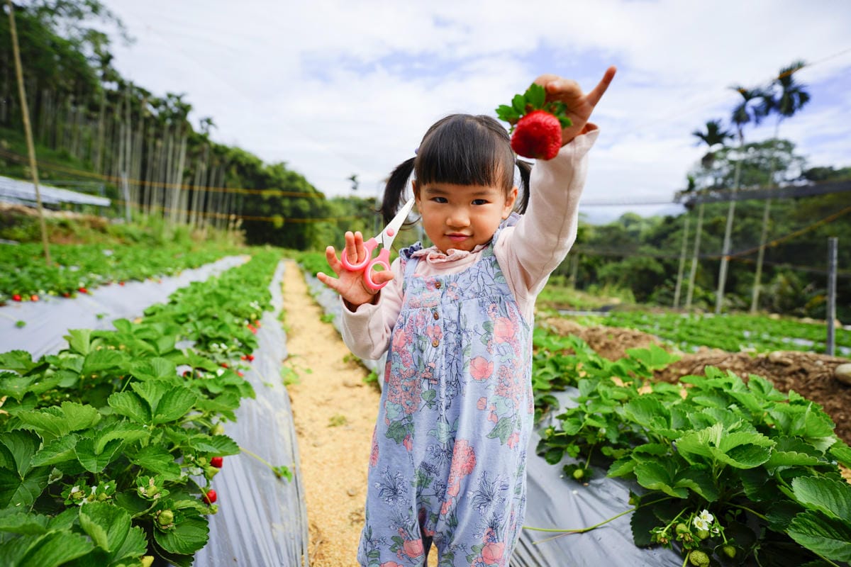 台中景點｜新社 石見草莓 台中採草莓、台中親子景點推薦！新社不只能採香菇，也能採草莓囉~
