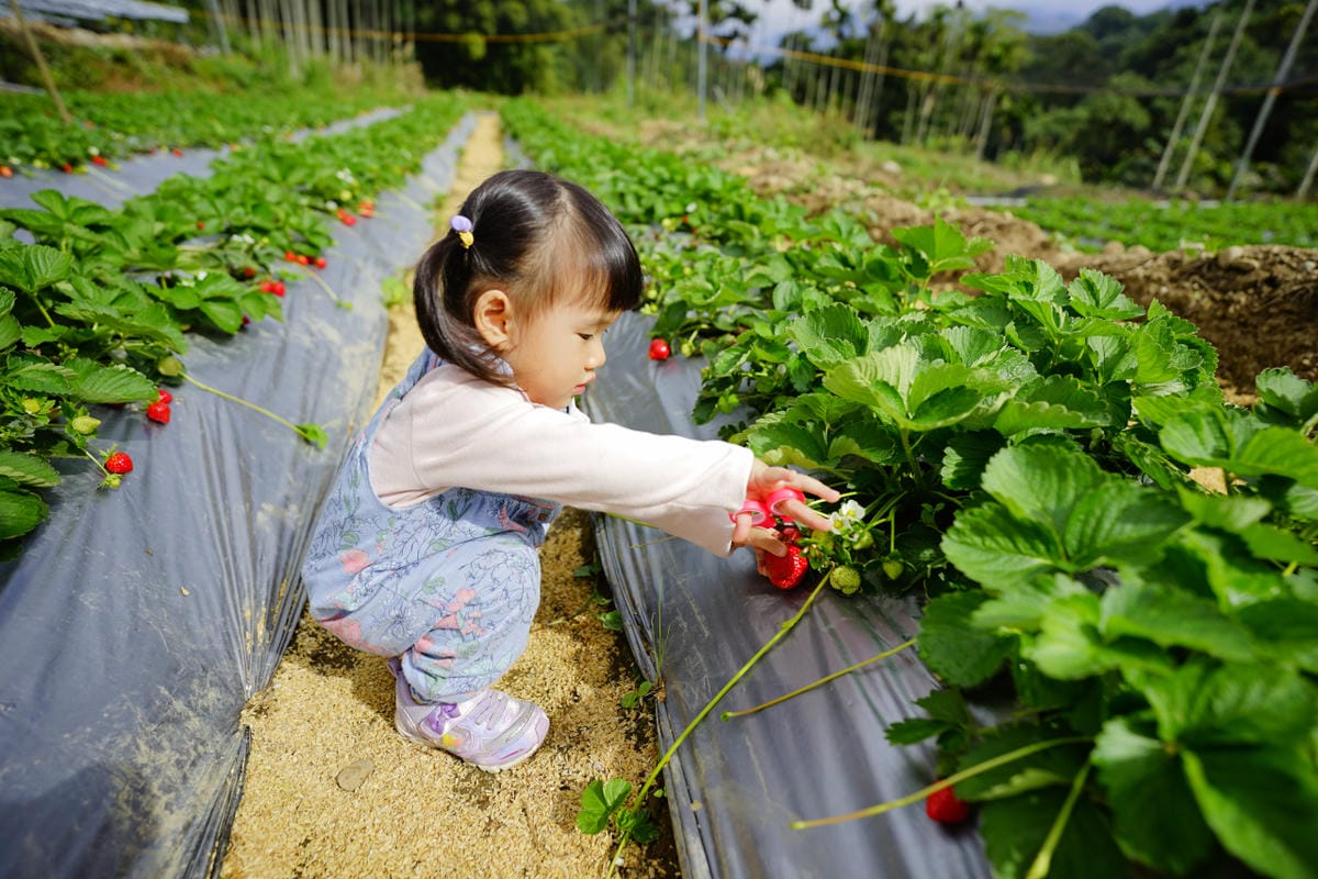 台中景點｜新社 石見草莓 台中採草莓、台中親子景點推薦！新社不只能採香菇，也能採草莓囉~
