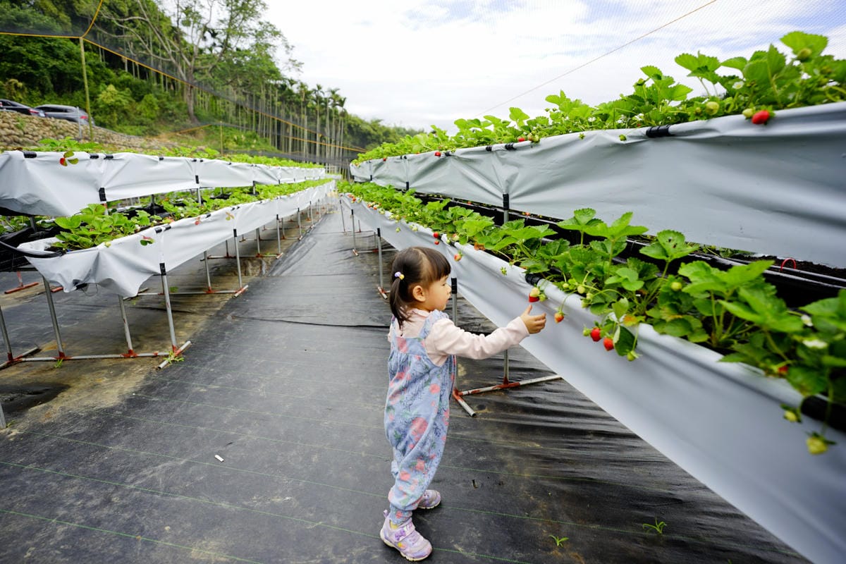 台中景點｜新社 石見草莓 台中採草莓、台中親子景點推薦！新社不只能採香菇，也能採草莓囉~