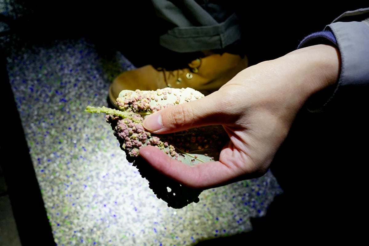 台中露營|清水 蟬說:夕陽漫漫 一泊二食豪華露營(生態導覽) 高美濕地台中懶人露營推薦! - 第60張圖 台中露營|清水 蟬說:夕陽漫漫 一泊二食豪華露營(生態導覽) 高美濕地台中懶人露營推薦!