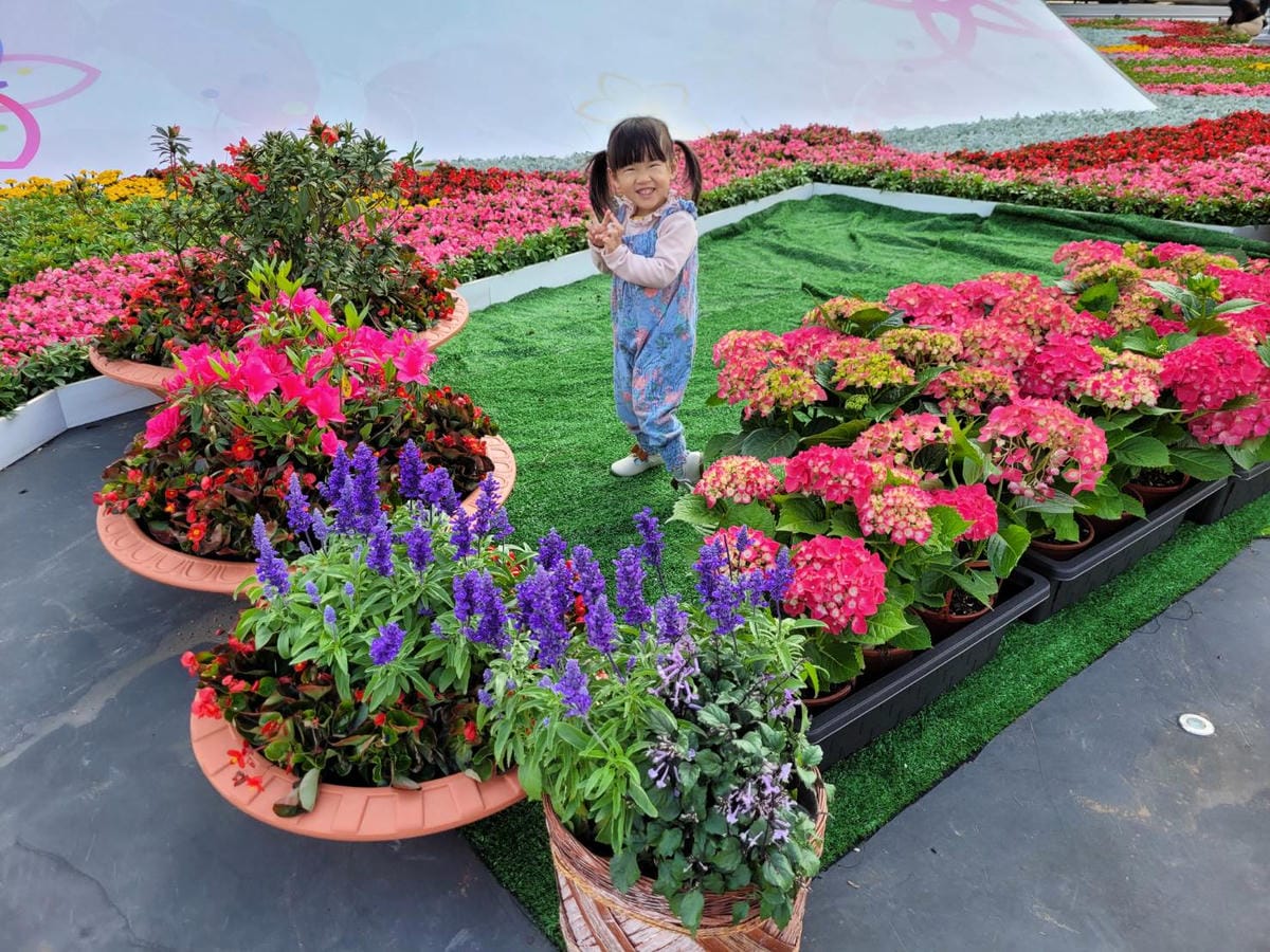 台北景點｜2023台北花節 陽明山花季 陽明公園櫻花、杜鵑花齊開美景