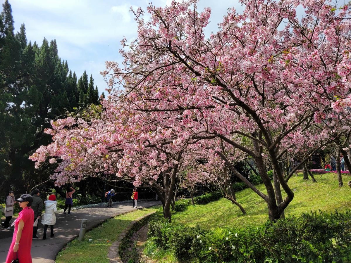 台北景點｜2023台北花節 陽明山花季 陽明公園櫻花、杜鵑花齊開美景