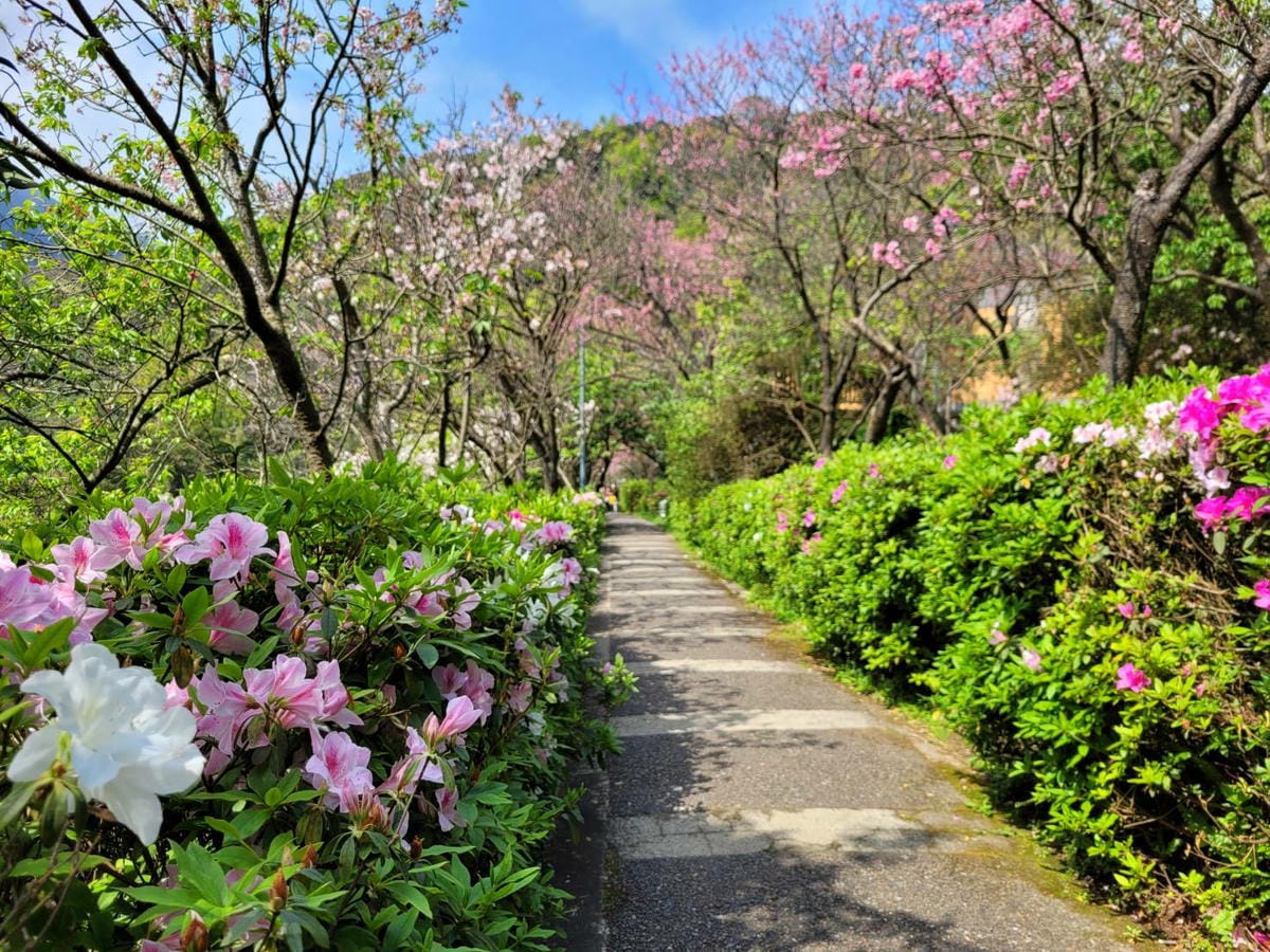 台北景點｜2023台北花節 陽明山花季 陽明公園櫻花、杜鵑花齊開美景