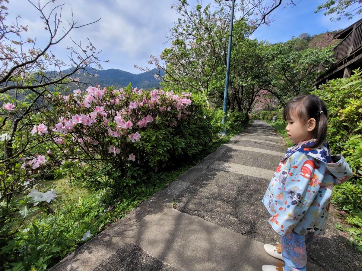 台北景點｜2023台北花節 陽明山花季 陽明公園櫻花、杜鵑花齊開美景