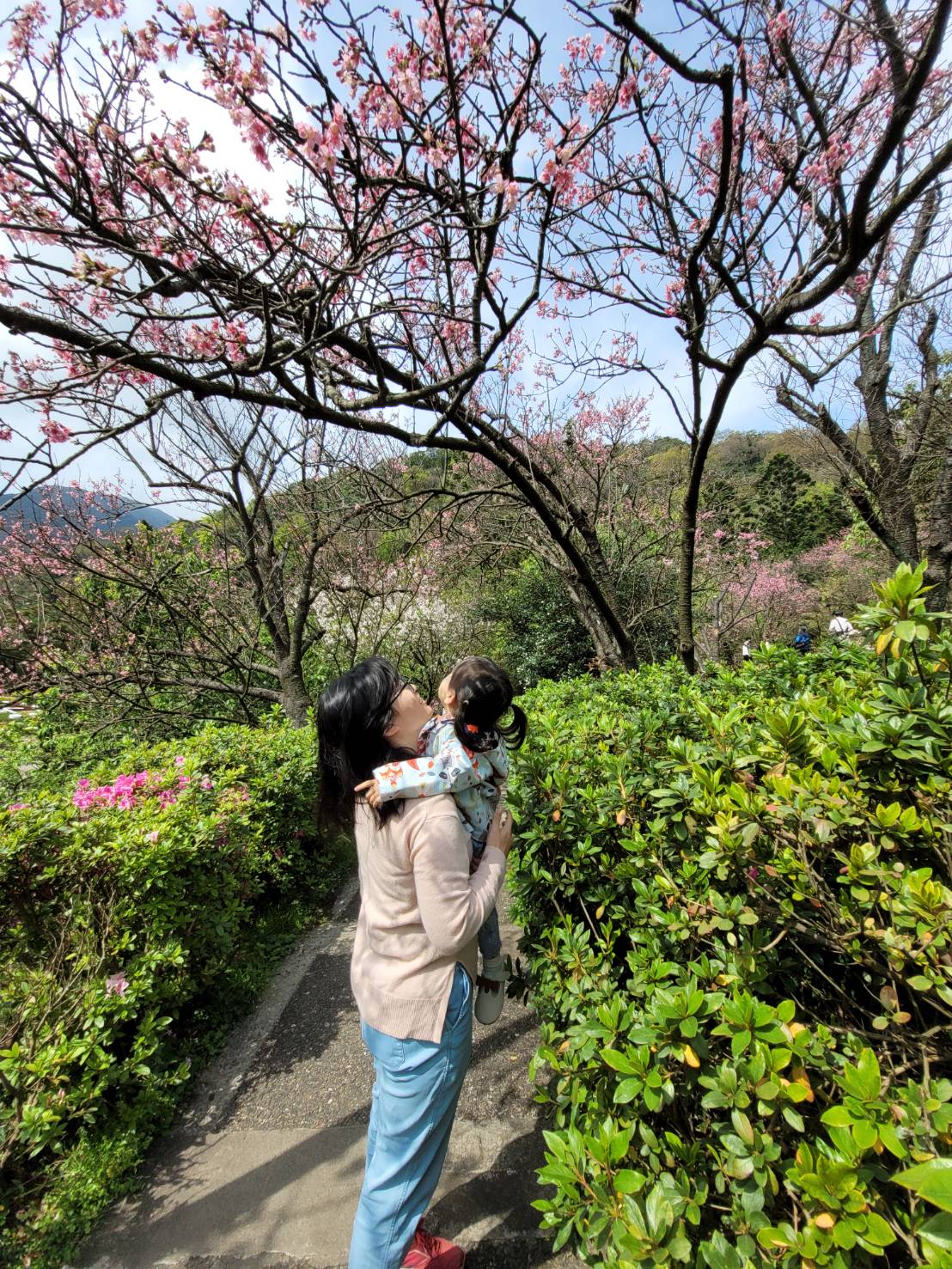 台北景點｜2023台北花節 陽明山花季 陽明公園櫻花、杜鵑花齊開美景