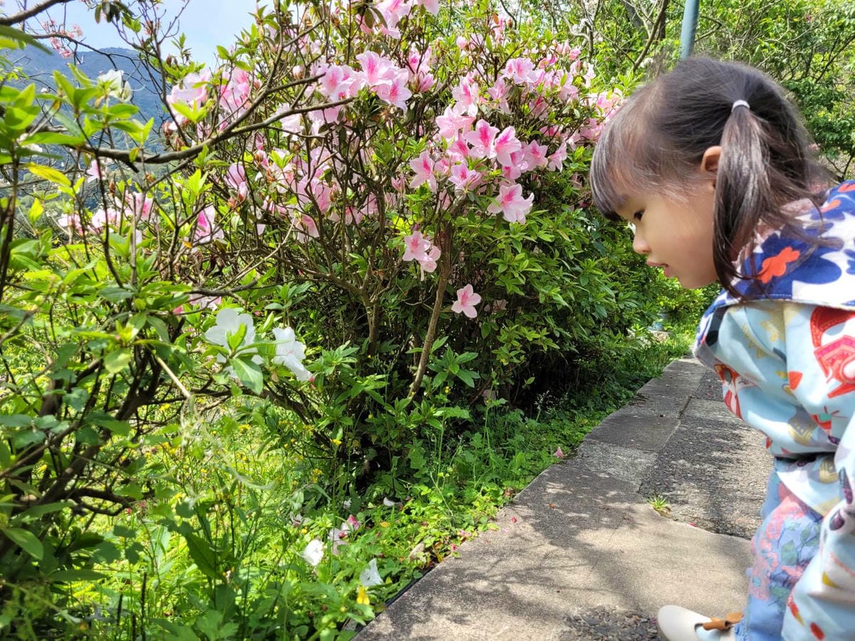 台北景點｜2023台北花節 陽明山花季 陽明公園櫻花、杜鵑花齊開美景