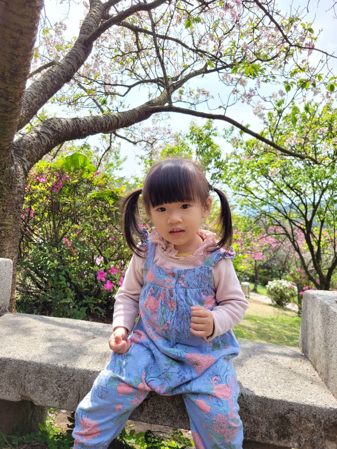 台北景點｜2023台北花節 陽明山花季 陽明公園櫻花、杜鵑花齊開美景