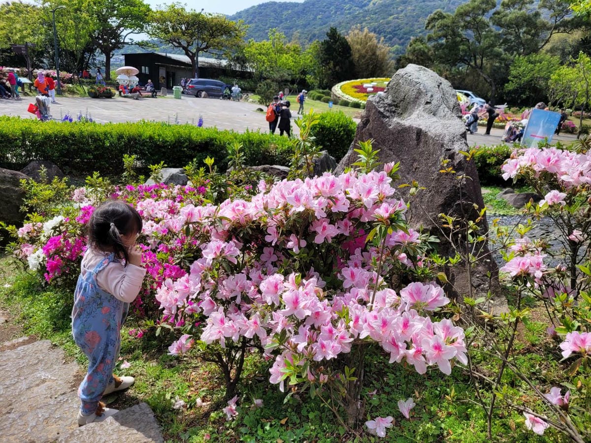 台北景點｜2023台北花節 陽明山花季 陽明公園櫻花、杜鵑花齊開美景