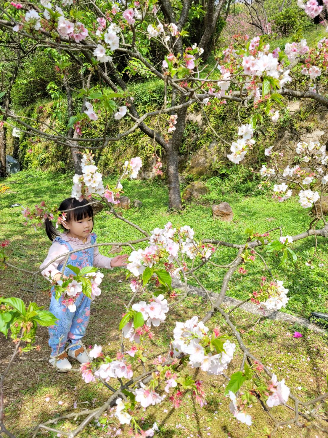台北景點｜2023台北花節 陽明山花季 陽明公園櫻花、杜鵑花齊開美景