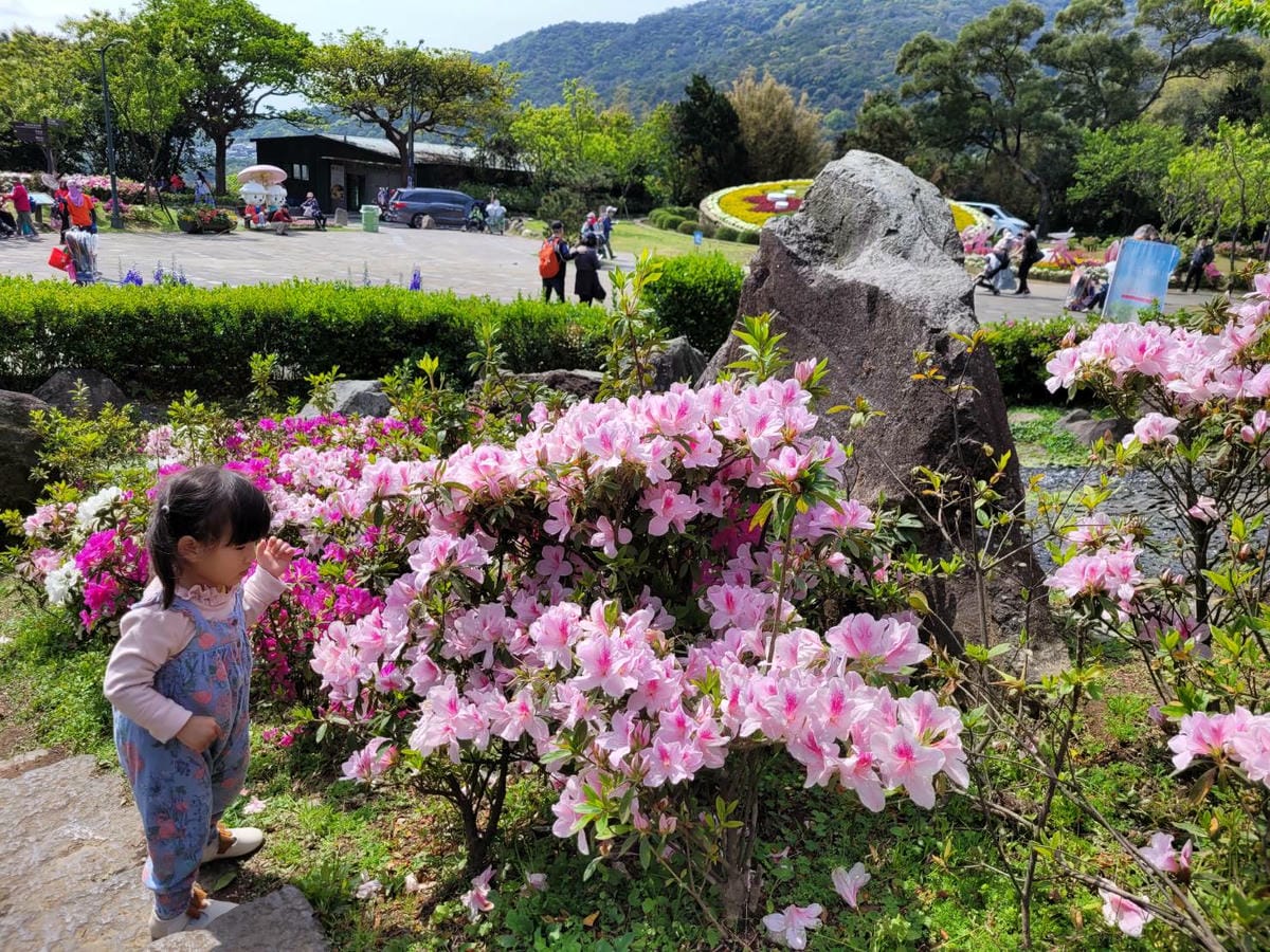 台北景點｜2023台北花節 陽明山花季 陽明公園櫻花、杜鵑花齊開美景