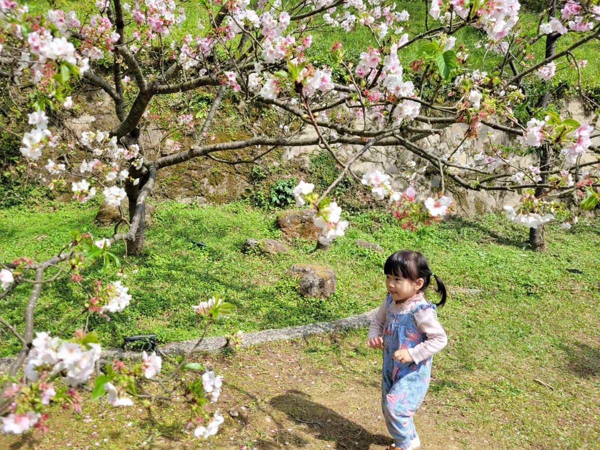 台北景點｜2023台北花節 陽明山花季 陽明公園櫻花、杜鵑花齊開美景