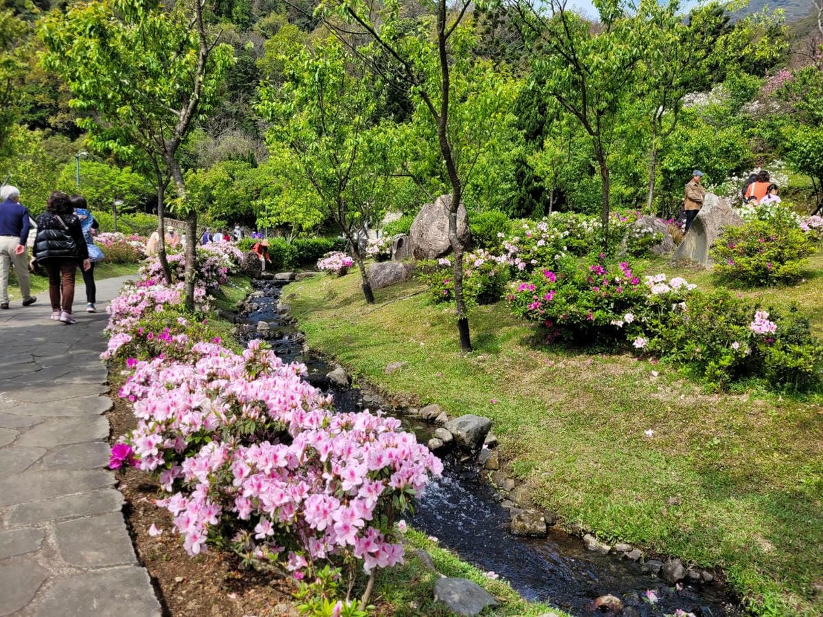 台北景點｜2023台北花節 陽明山花季 陽明公園櫻花、杜鵑花齊開美景