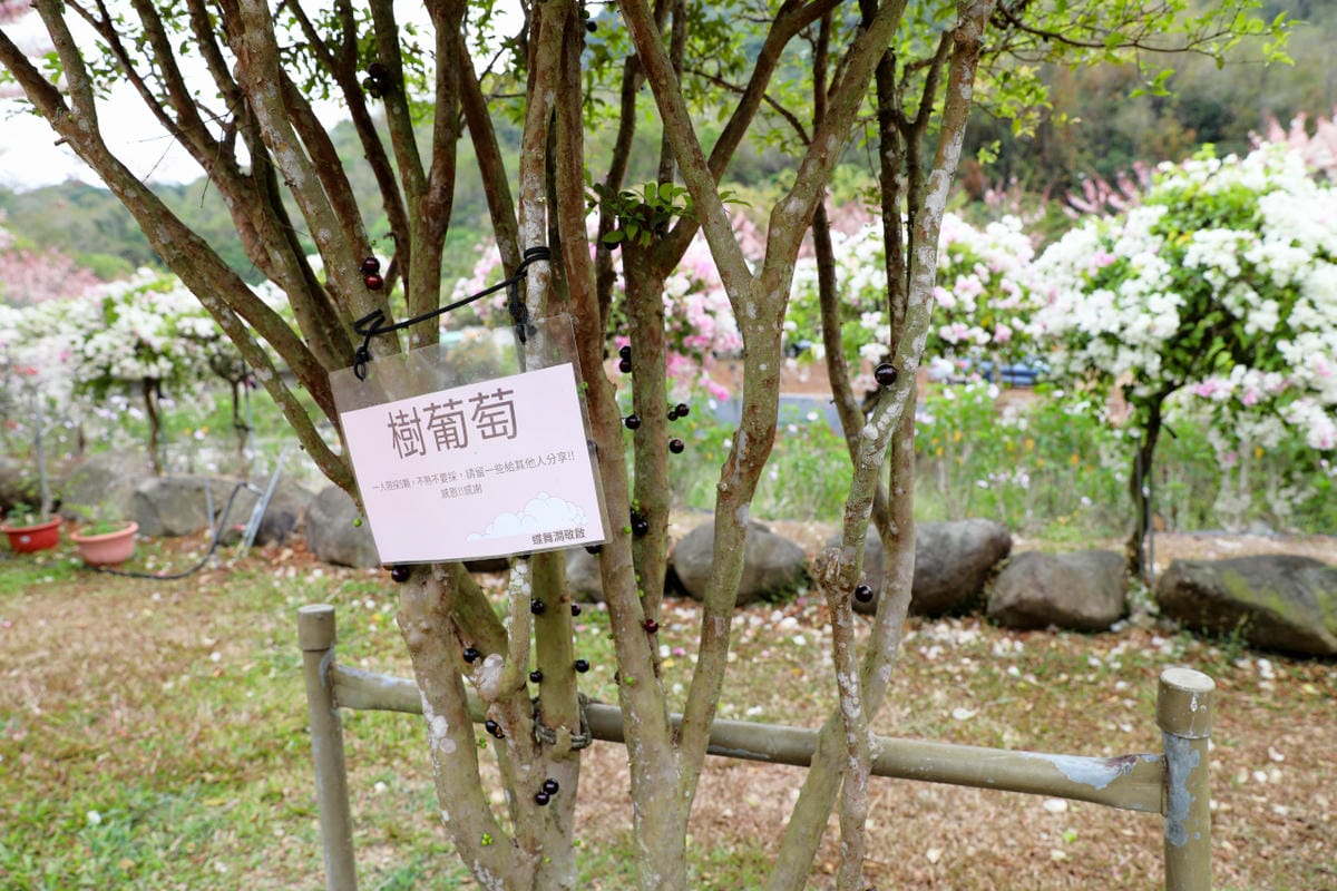 高雄露營|蝶舞澗休閒農場 一泊三食親子帳篷 豪華懶人露營推薦!2023蝶舞澗櫻花季-花旗木花況分享 - 第62張圖 高雄露營|蝶舞澗休閒農場 一泊三食親子帳篷 豪華懶人露營推薦!2023蝶舞澗櫻花季-花旗木花況分享
