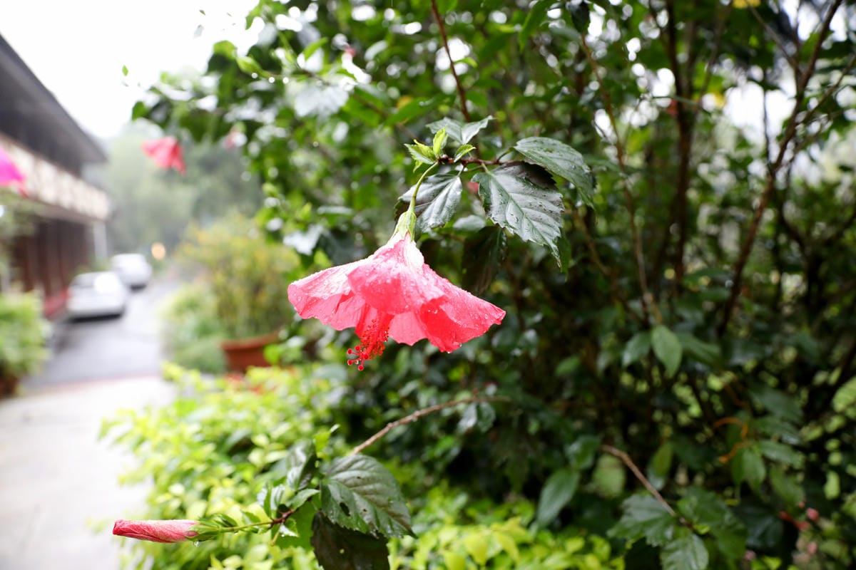 南投旅遊|蟬說:和社山林 入住臺大實驗林區,南投兩天一夜住宿推薦!順遊蟬說雅築 露天溫泉/羅娜部落 原民探索之旅/梅子夢工廠 - 第29張圖 南投旅遊|蟬說:和社山林 入住臺大實驗林區,南投兩天一夜住宿推薦!順遊蟬說雅築 露天溫泉/羅娜部落 原民探索之旅/梅子夢工廠