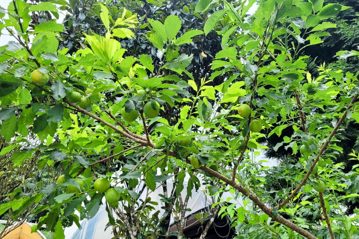 蟬說2026櫻花季開跑~新竹露營｜新竹豪華露營 蟬說：霧語 一泊二食免裝備露營首推蟬說！高海拔、生態環境佳，可賞櫻花跟螢火蟲唷~