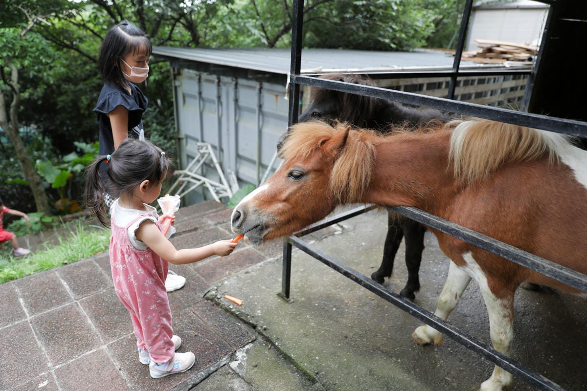 新北食記｜小馬貝菈-Ezi森活 三芝景觀餐廳、親子餐廳推薦！有小馬可以餵食唷～