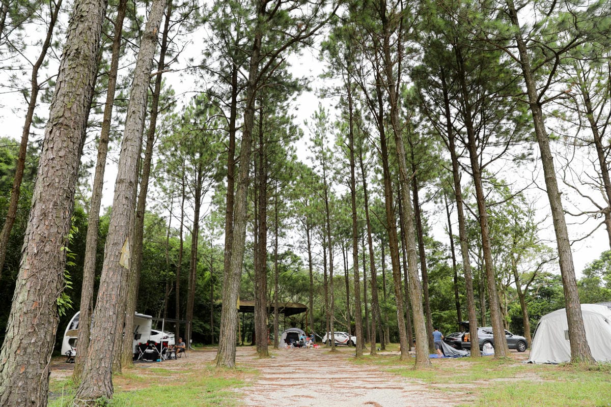 桃園露營｜龍潭露營區 休旅家梧桐心境露營區 松林下露營，桃園豪華露營車！豐富自然生態 桃園親子露營推薦！