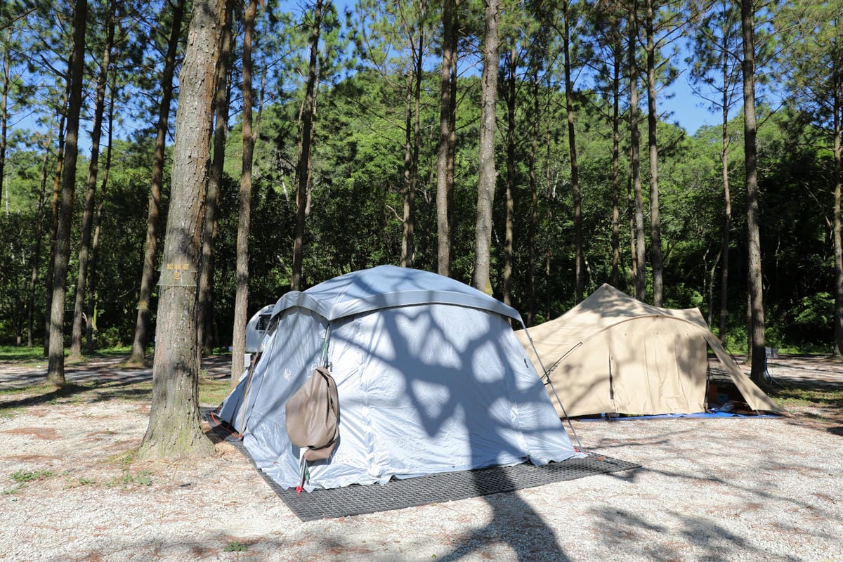 桃園露營｜龍潭露營區 休旅家梧桐心境露營區 松林下露營，桃園豪華露營車！豐富自然生態 桃園親子露營推薦！