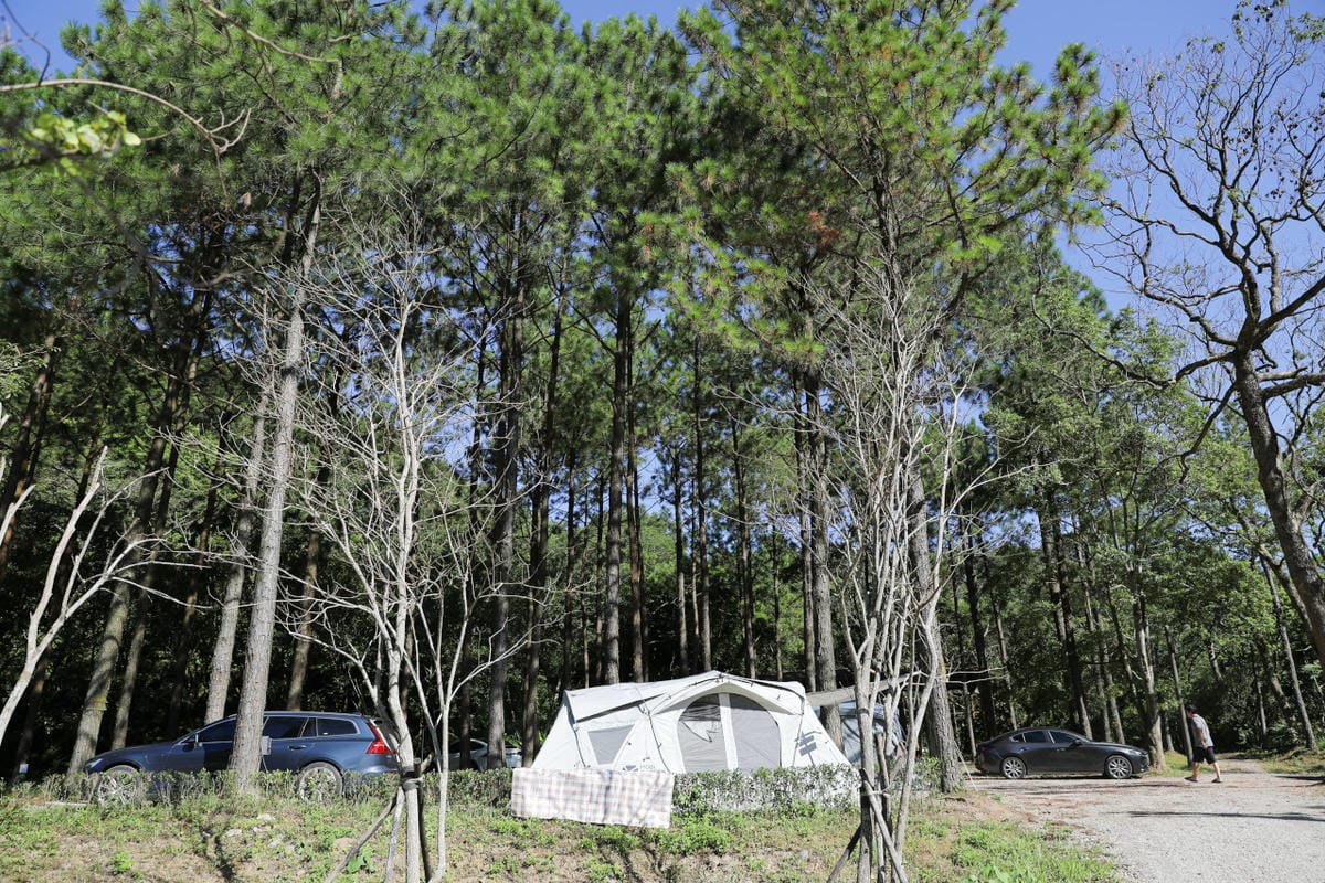 桃園露營｜龍潭露營區 休旅家梧桐心境露營區 松林下露營，桃園豪華露營車！豐富自然生態 桃園親子露營推薦！