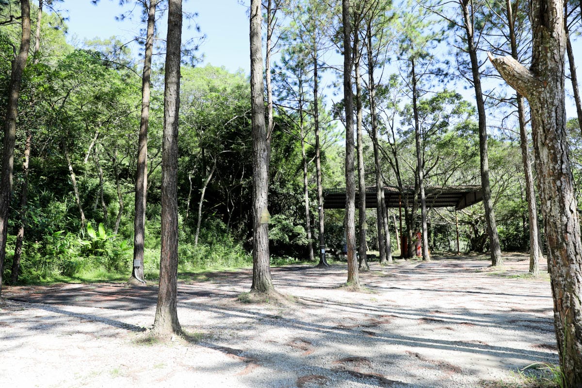 桃園露營｜龍潭露營區 休旅家梧桐心境露營區 松林下露營，桃園豪華露營車！豐富自然生態 桃園親子露營推薦！