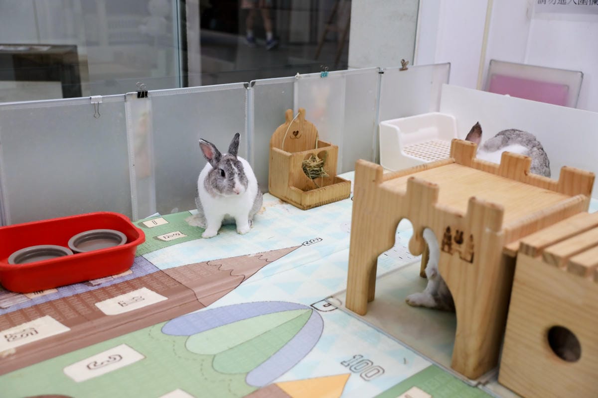 台中食記|北屯親子寵物友善餐廳推薦!(兔奴俱樂部)綠萼159地中海南法料理 台中超美綠意歐風餐廳,還有超可愛的兔子唷~ - 第9張圖 台中食記|北屯親子寵物友善餐廳推薦!(兔奴俱樂部)綠萼159地中海南法料理 台中超美綠意歐風餐廳,還有超可愛的兔子唷~