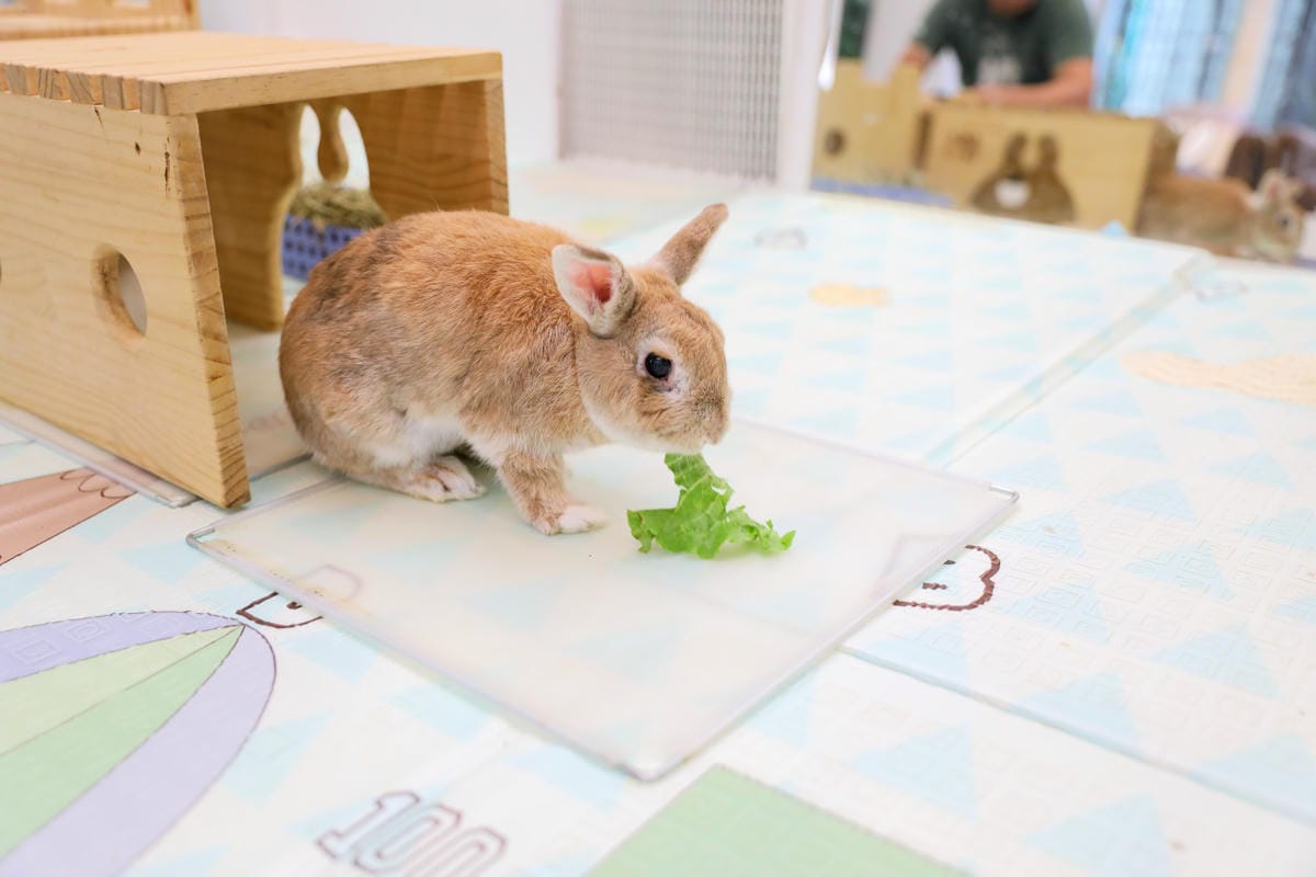 台中食記|北屯親子寵物友善餐廳推薦!(兔奴俱樂部)綠萼159地中海南法料理 台中超美綠意歐風餐廳,還有超可愛的兔子唷~ - 第11張圖 台中食記|北屯親子寵物友善餐廳推薦!(兔奴俱樂部)綠萼159地中海南法料理 台中超美綠意歐風餐廳,還有超可愛的兔子唷~