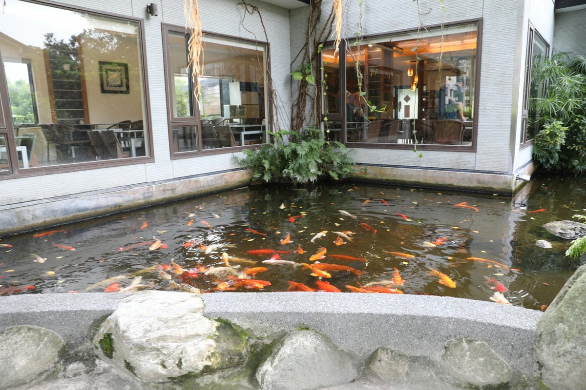 花蓮民宿｜花蓮吉安鄉綠色隧道民宿 金澤居 花蓮親子住宿推薦！親子友善，孩子最喜歡的餵魚民宿~