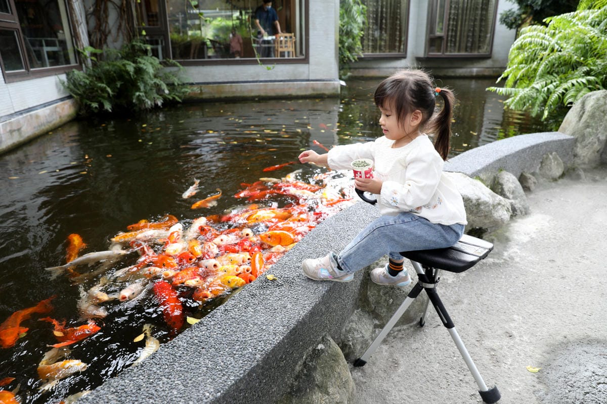 花蓮民宿｜花蓮吉安鄉綠色隧道民宿 金澤居 花蓮親子住宿推薦！親子友善，孩子最喜歡的餵魚民宿~