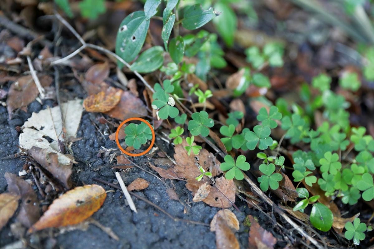 新竹旅遊|香草森林農遊軸帶-杉沐松農場 金盞花手工香皂DIY 新竹尖石親子一日遊行程推薦!合興愛情車站搭乘蒸汽小火車 - 第33張圖 新竹旅遊|香草森林農遊軸帶-杉沐松農場 金盞花手工香皂DIY 新竹尖石親子一日遊行程推薦!合興愛情車站搭乘蒸汽小火車