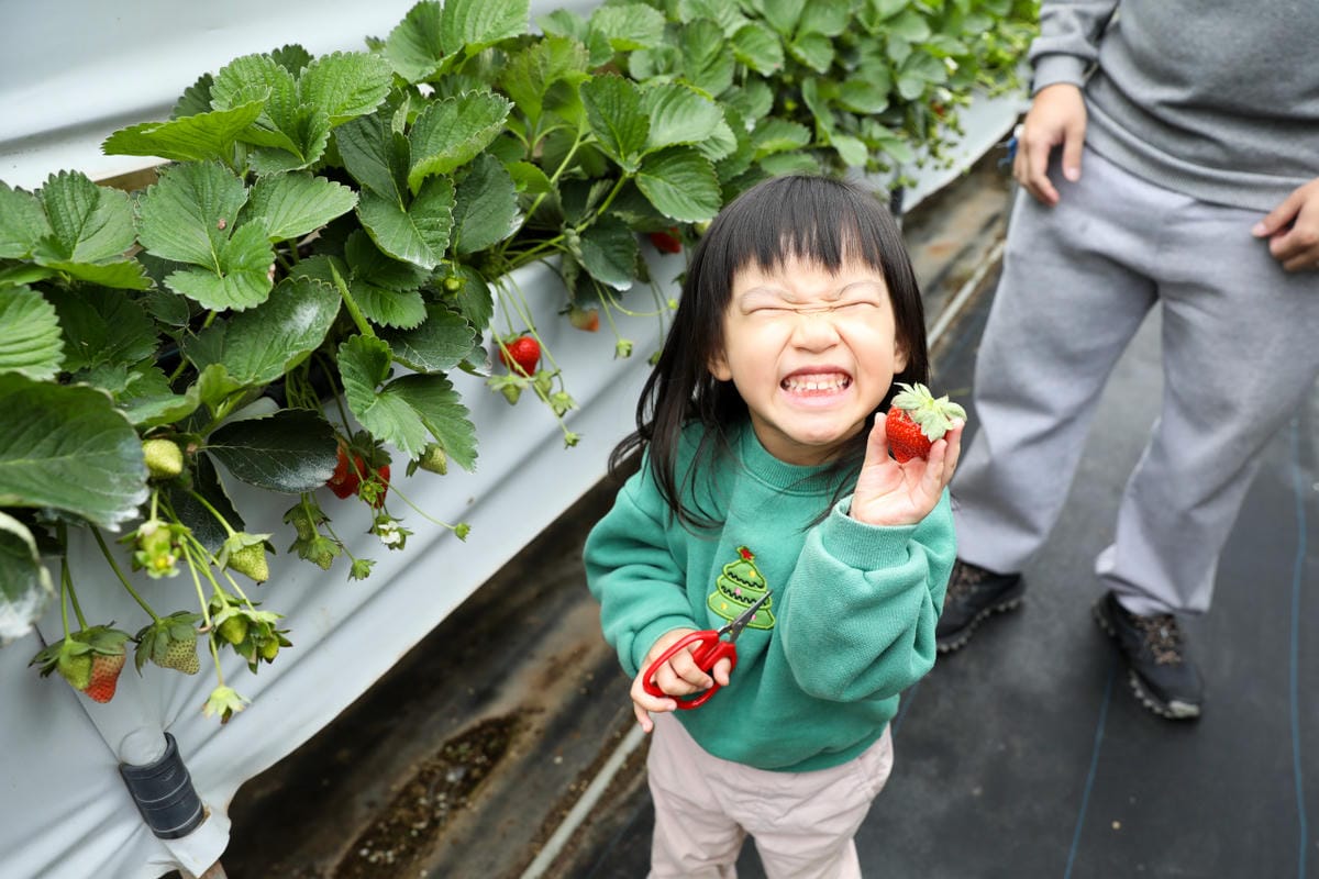 苗栗景點|赤坡高架草莓園X赤坡Ciipoe咖啡 冬天就是要來苗栗大湖採草莓,享受草莓甜點、草莓飲品! - 第33張圖 苗栗景點|赤坡高架草莓園X赤坡Ciipoe咖啡 冬天就是要來苗栗大湖採草莓,享受草莓甜點、草莓飲品!