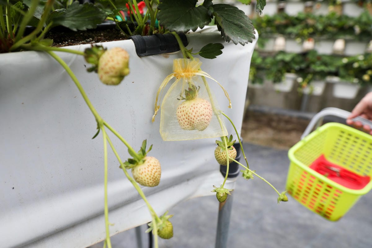 苗栗景點|赤坡高架草莓園X赤坡Ciipoe咖啡 冬天就是要來苗栗大湖採草莓,享受草莓甜點、草莓飲品! - 第34張圖 苗栗景點|赤坡高架草莓園X赤坡Ciipoe咖啡 冬天就是要來苗栗大湖採草莓,享受草莓甜點、草莓飲品!
