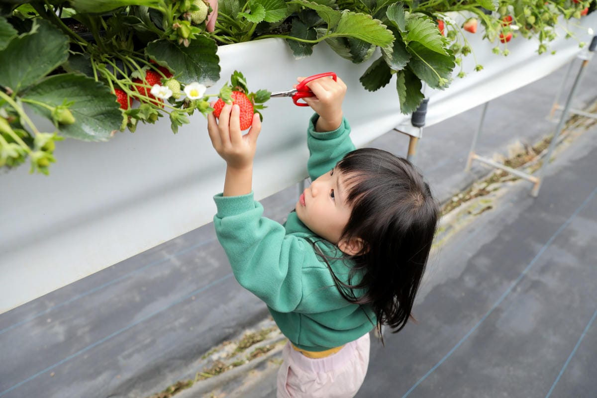 苗栗景點|赤坡高架草莓園X赤坡Ciipoe咖啡 冬天就是要來苗栗大湖採草莓,享受草莓甜點、草莓飲品! - 第38張圖 苗栗景點|赤坡高架草莓園X赤坡Ciipoe咖啡 冬天就是要來苗栗大湖採草莓,享受草莓甜點、草莓飲品!