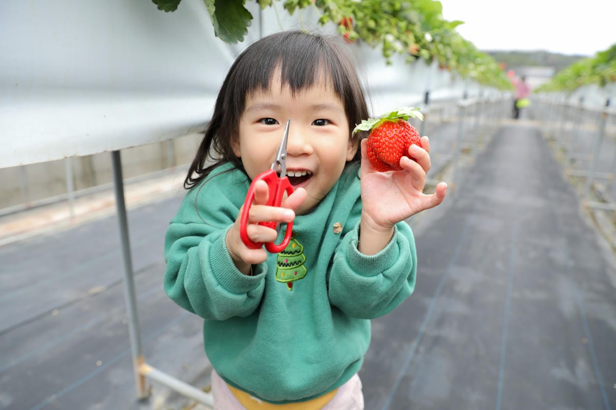 苗栗景點|赤坡高架草莓園X赤坡Ciipoe咖啡 冬天就是要來苗栗大湖採草莓,享受草莓甜點、草莓飲品! - 第39張圖 苗栗景點|赤坡高架草莓園X赤坡Ciipoe咖啡 冬天就是要來苗栗大湖採草莓,享受草莓甜點、草莓飲品!