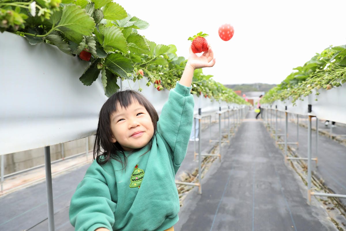 苗栗景點|赤坡高架草莓園X赤坡Ciipoe咖啡 冬天就是要來苗栗大湖採草莓,享受草莓甜點、草莓飲品! - 第40張圖 苗栗景點|赤坡高架草莓園X赤坡Ciipoe咖啡 冬天就是要來苗栗大湖採草莓,享受草莓甜點、草莓飲品!