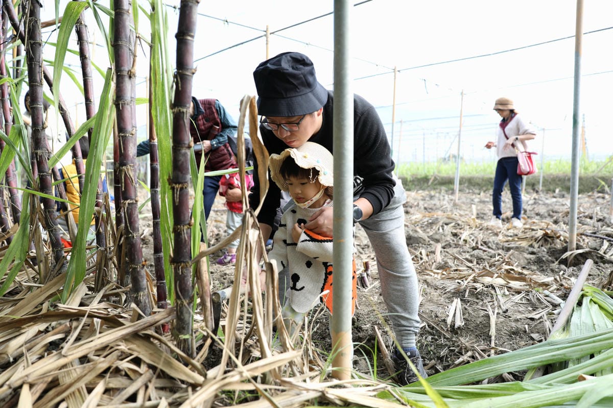2024埔里冬季農遊-慢旅行 採紅甘蔗+焢窯體驗+承萬尊爵渡假飯店,南投親子住宿推薦! - 第4張圖 2024埔里冬季農遊-慢旅行 採紅甘蔗+焢窯體驗+承萬尊爵渡假飯店,南投親子住宿推薦!