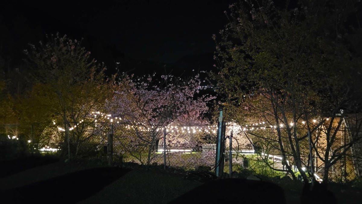 蟬說2026櫻花季開跑~新竹豪華露營,免裝備親子露營推薦! 蟬說:霧繞 woorao 浪漫櫻花下露營,一泊二食輕鬆露,泰雅族獵徑尋根體驗 - 第35張圖 蟬說2026櫻花季開跑~新竹豪華露營,免裝備親子露營推薦! 蟬說:霧繞 woorao 浪漫櫻花下露營,一泊二食輕鬆露,泰雅族獵徑尋根體驗