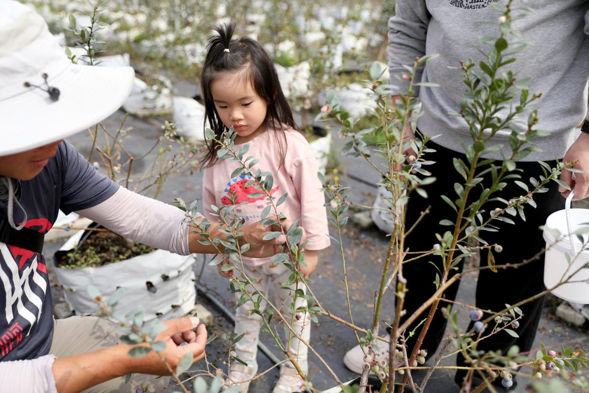 台中呼密·藍莓農場 採藍莓.採草莓.採黑莓.採蔓越莓 台中親子採果景點推薦!