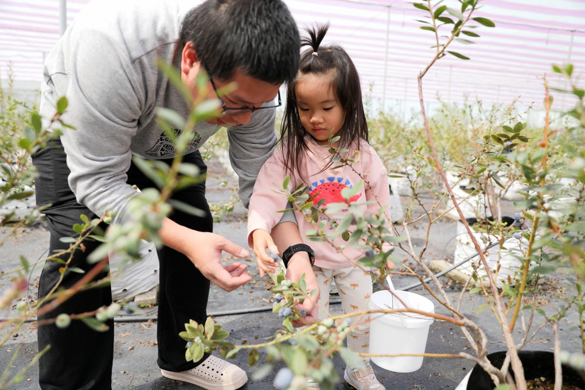台中呼密·藍莓農場 採藍莓.採草莓.採黑莓.採蔓越莓 台中親子採果景點推薦!