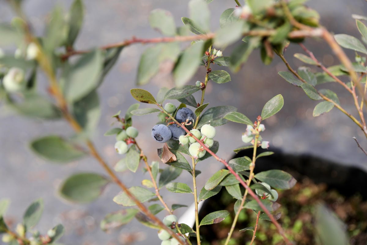 台中呼密·藍莓農場 採藍莓.採草莓.採黑莓.採蔓越莓 台中親子採果景點推薦!