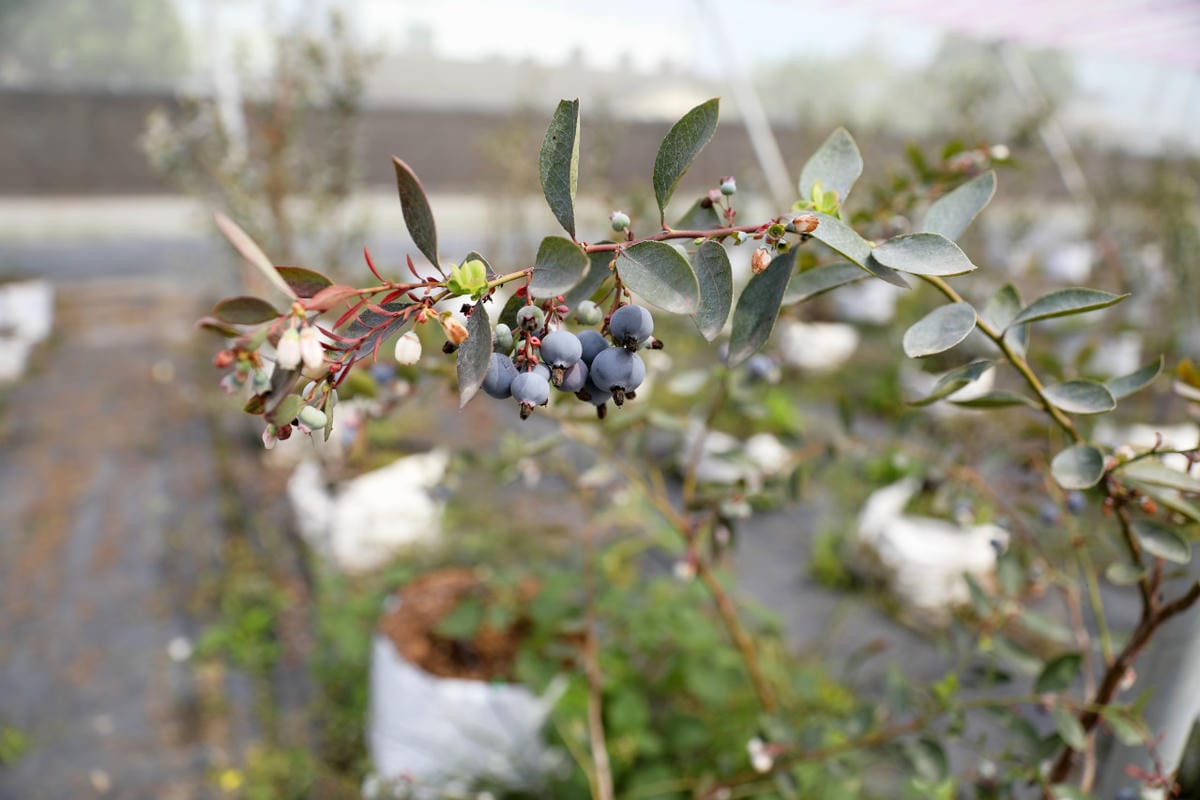 台中呼密·藍莓農場 採藍莓.採草莓.採黑莓.採蔓越莓 台中親子採果景點推薦!