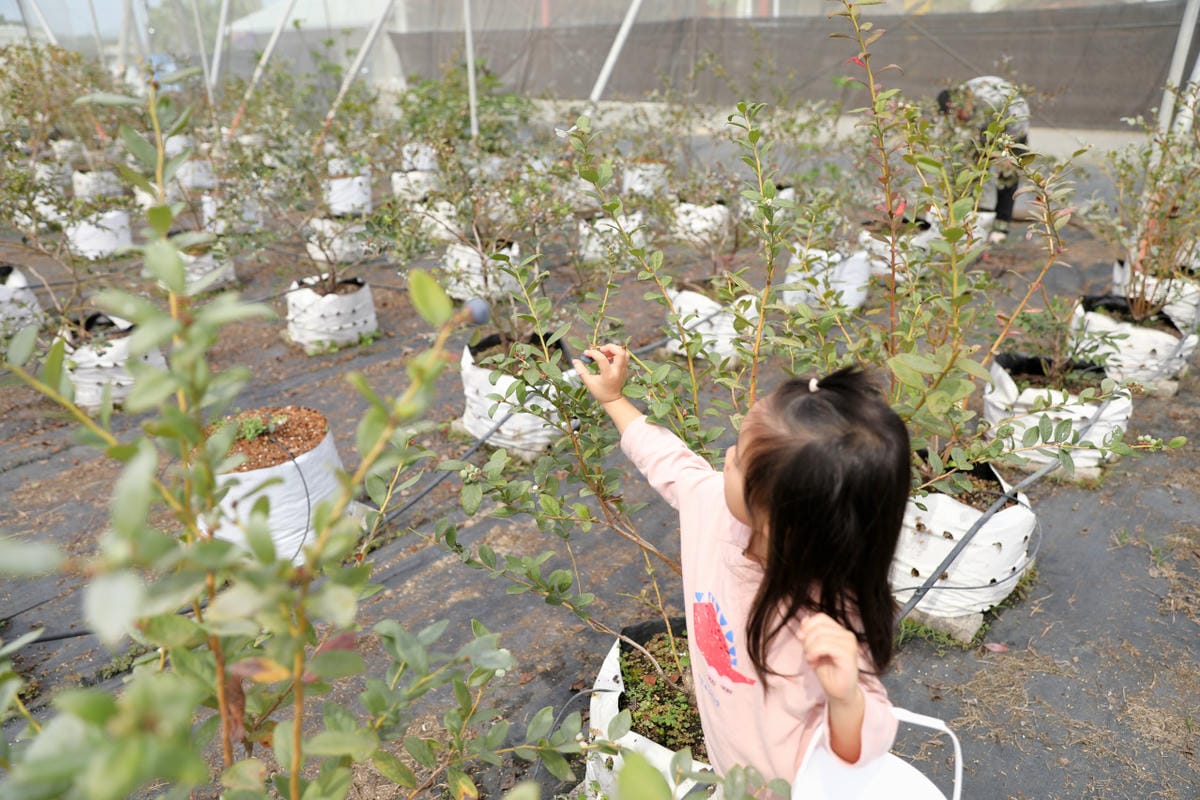 台中呼密·藍莓農場 採藍莓.採草莓.採黑莓.採蔓越莓 台中親子採果景點推薦!
