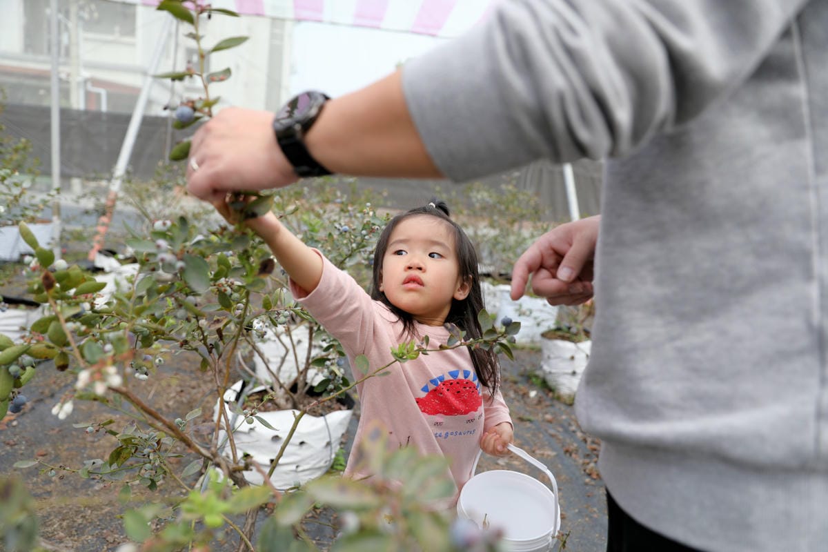 台中呼密·藍莓農場 採藍莓.採草莓.採黑莓.採蔓越莓 台中親子採果景點推薦!